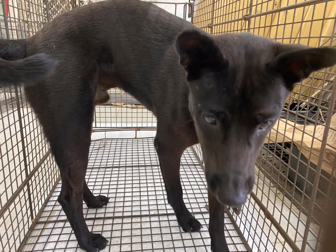 Black adult male mixed-breed dog, Medium, shelter no. …9D01