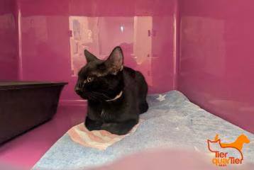 Black young female European Shorthair, shelter no. …4444