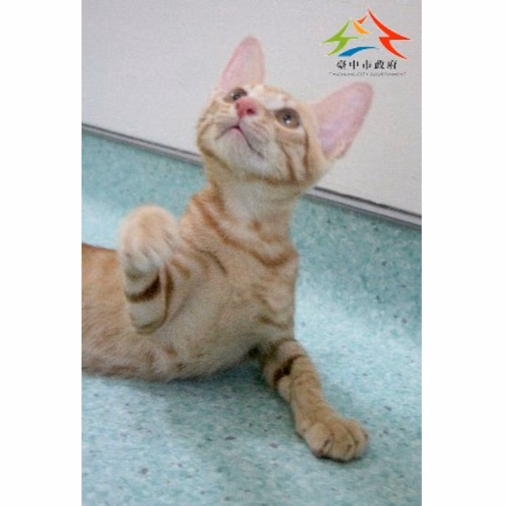 Orange adult male mixed-breed cat, Small, shelter no. …6003