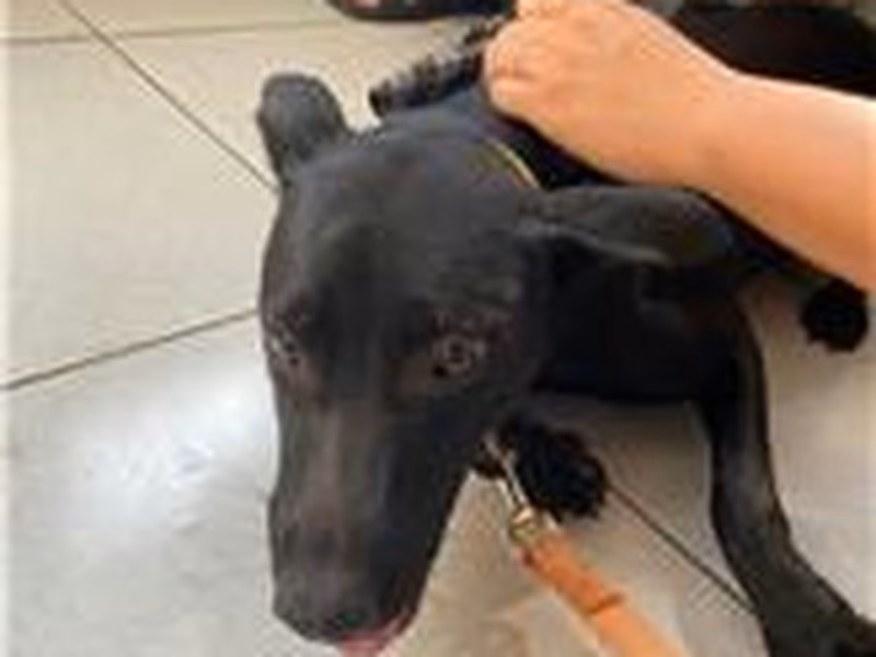 Black adult female mixed-breed dog, Large, shelter no. …6003