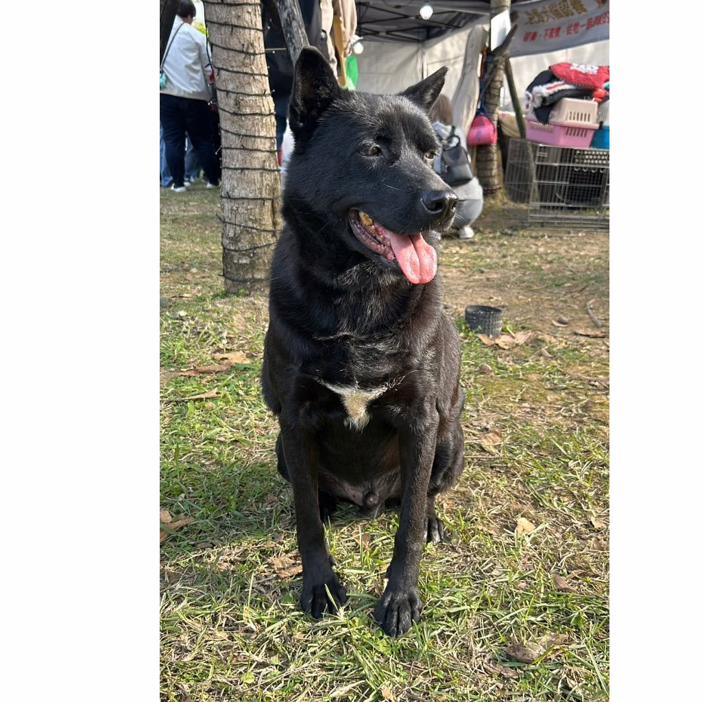 Black adult male mixed-breed dog, Medium, shelter no. …9001