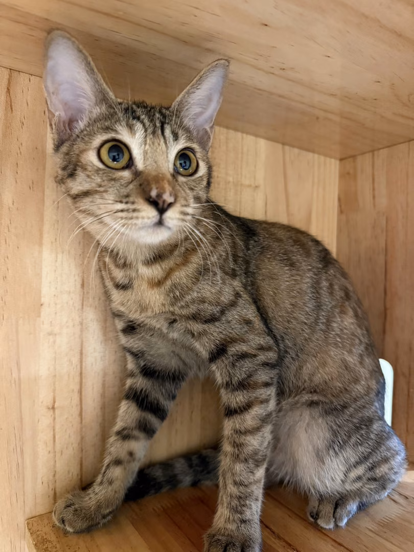 Tabby young female mixed-breed cat, Small, shelter no. …1006