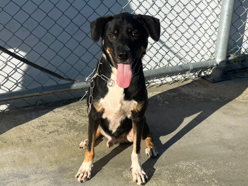 Calico adult male mixed-breed dog, Medium, shelter no. …2702