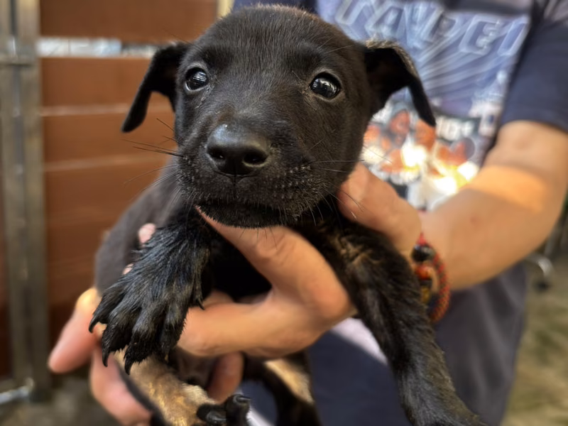 Black young female mixed-breed dog, Medium, shelter no. …5008