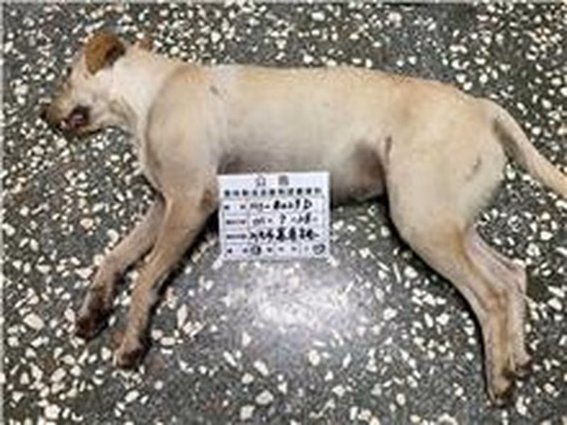 Cream adult female mixed-breed dog, Large, shelter no. …023D