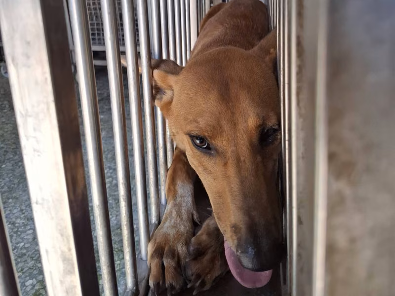 Tan adult male mixed-breed dog, Large, shelter no. …0-03