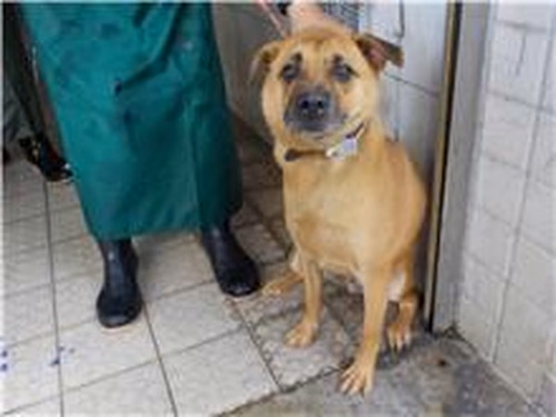 Tan adult male mixed-breed dog, Medium, shelter no. …1387