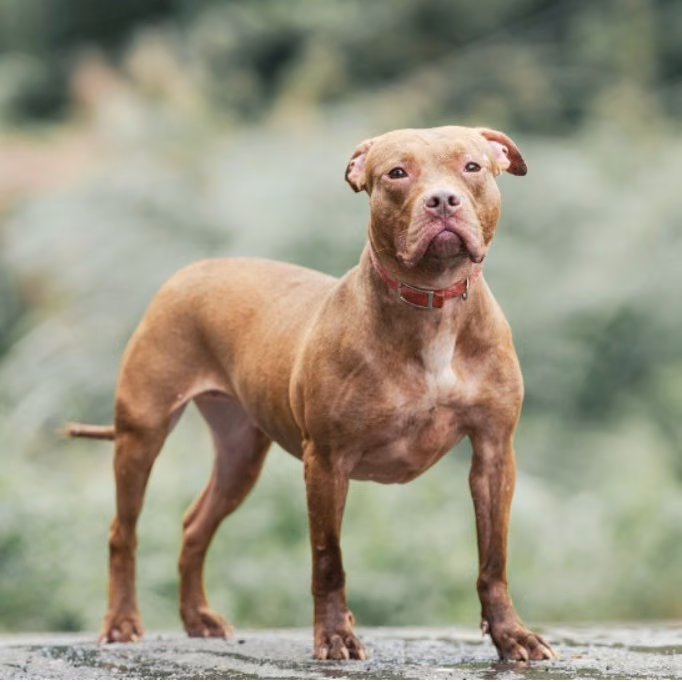 Tan adult female American Pit Bull Terrier, Medium, shelter no. …5002