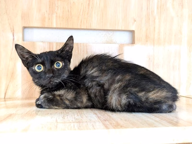 Young female mixed-breed cat, Small, shelter no. …9001