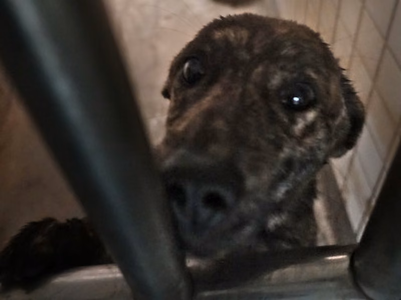 Tabby adult female mixed-breed dog, Large, shelter no. …0680