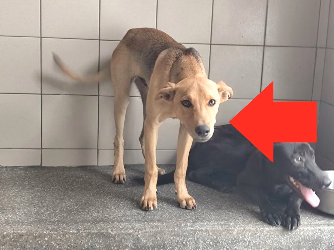 Tan adult male mixed-breed dog, Large, shelter no. …1406
