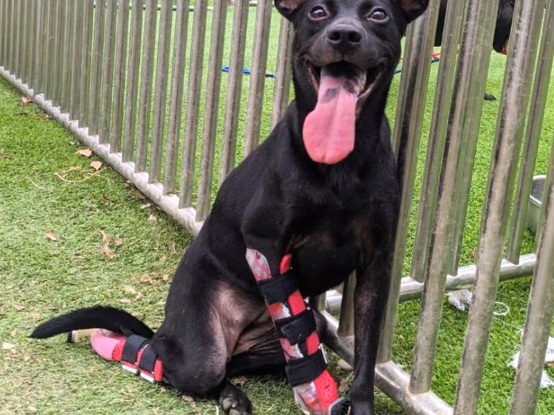 Black adult female mixed-breed dog, Small, shelter no. …9002