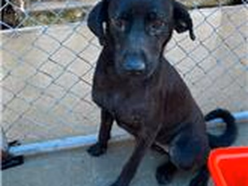Black adult female mixed-breed dog, Medium, shelter no. …2033