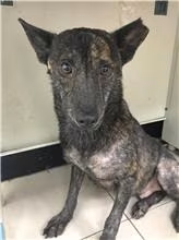 Black adult male mixed-breed dog, Small, shelter no. …2301