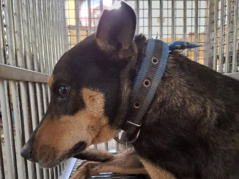 Black-and-tan adult male mixed-breed dog, Medium, shelter no. …3-08