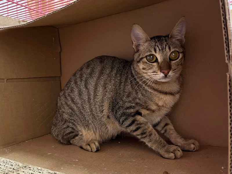 Tabby adult male mixed-breed cat, Medium, shelter no. …2206