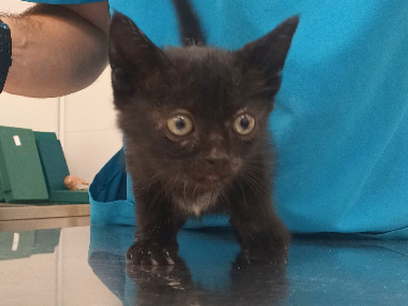Cattison Ford, Sanggol · Lalaki · European Shorthair