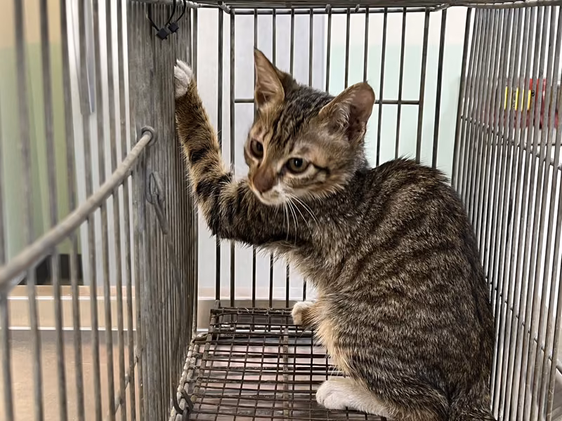 Young male mixed-breed cat, Small, shelter no. …6C10