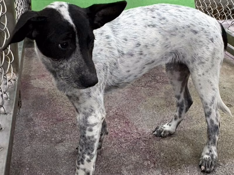 Black-and-white young female mixed-breed dog, Small, shelter no. …3019