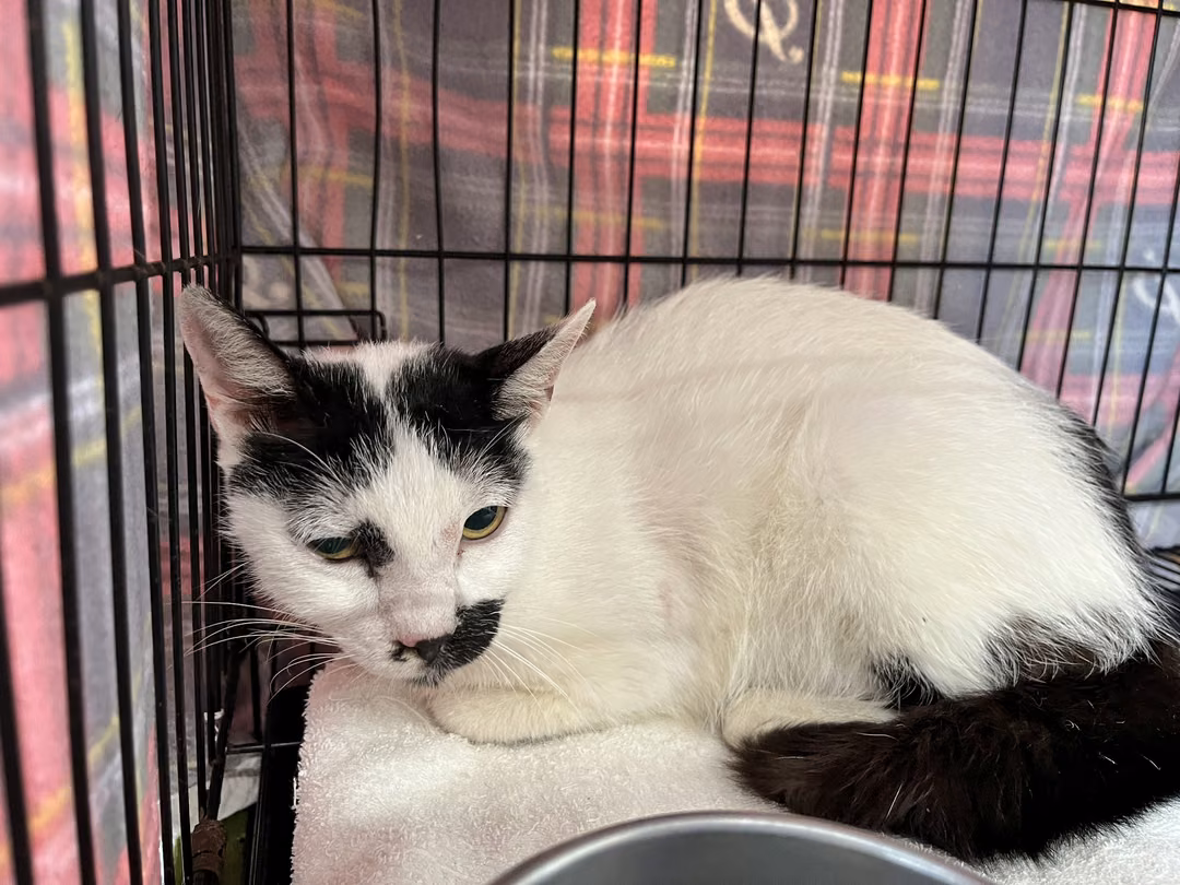 Black-and-white adult female mixed-breed cat, Medium, shelter no. …0802