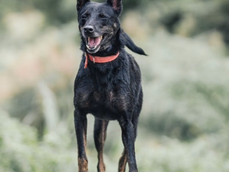 Tabby adult male mixed-breed dog, Medium, shelter no. …0006