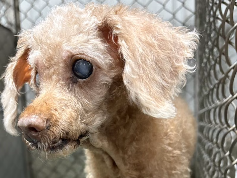 poodle (Babae, Matanda na, dilaw), Maliit, blg. ng shelter …0001