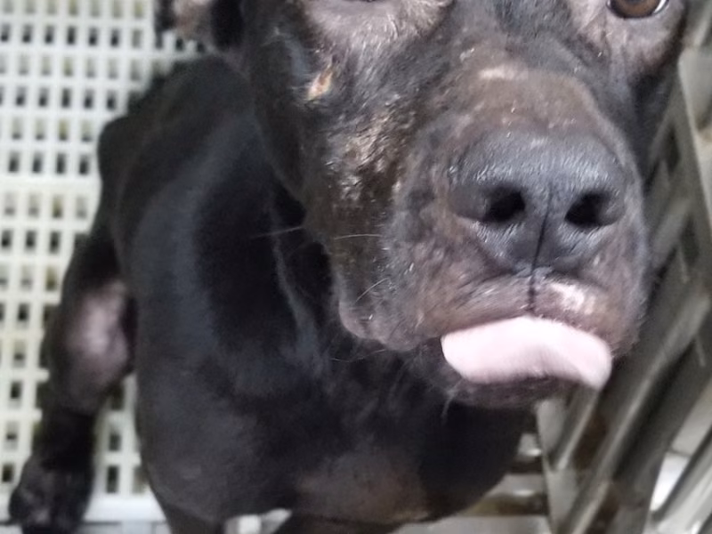 Black adult male mixed-breed dog, Large, shelter no. …2001