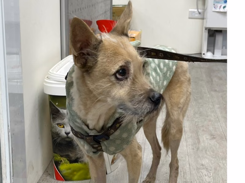 Black-and-tan adult male mixed-breed dog, Medium, shelter no. …1002