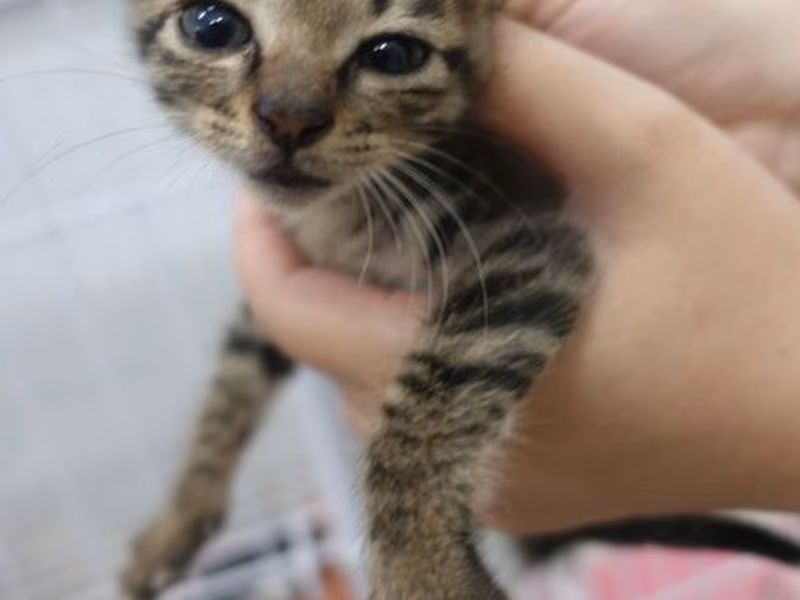 Tabby young female mixed-breed cat, Small, shelter no. …1760