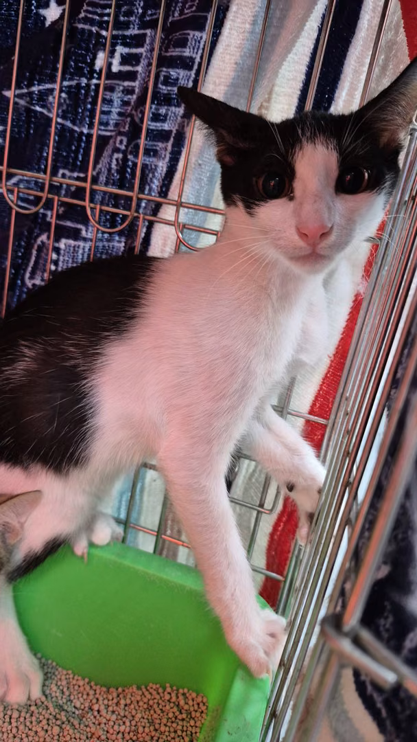Black-and-white young male mixed-breed cat, Small, shelter no. …3006