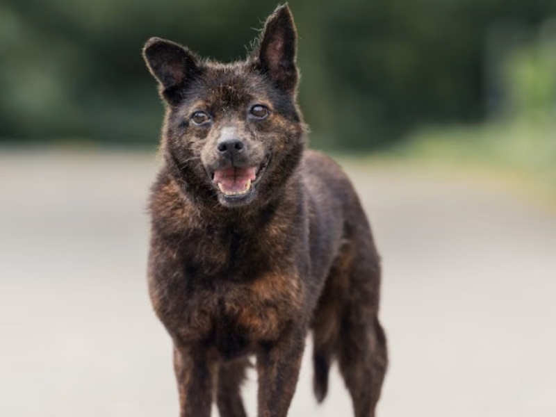 Black adult female mixed-breed dog, Medium, shelter no. …1005