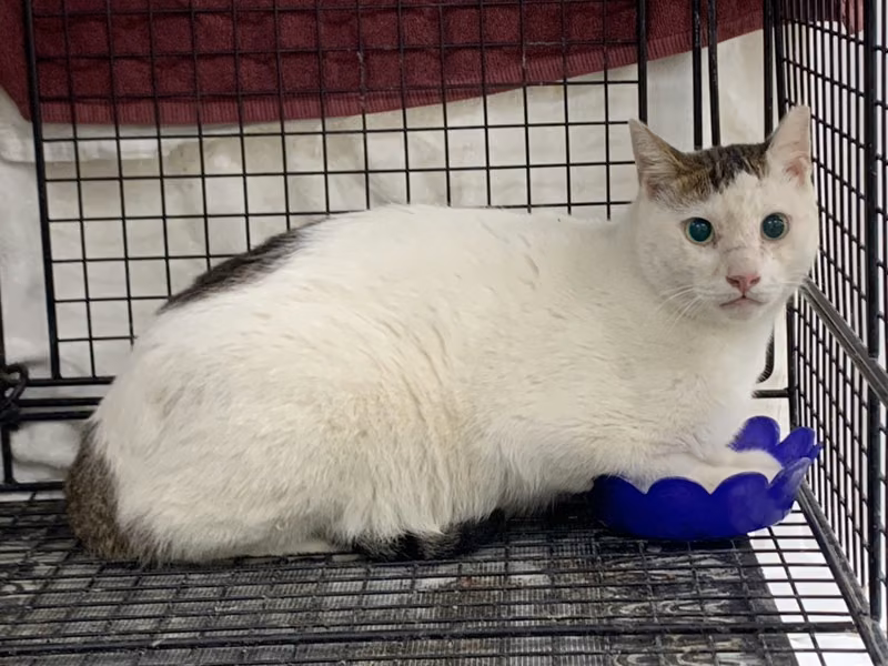 Tabby-and-white adult male mixed-breed cat, Large, shelter no. …2001