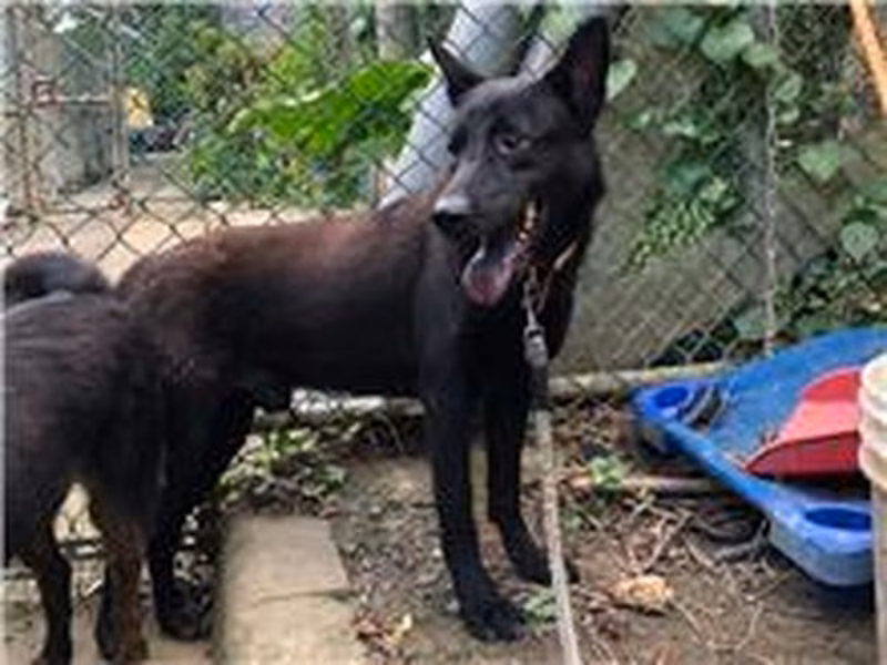 Black young male mixed-breed dog, Small, shelter no. …2710