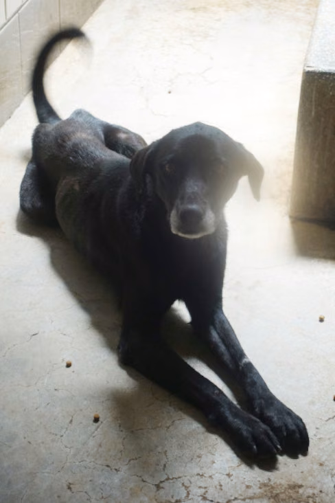 Black adult female mixed-breed dog, Large, shelter no. …1439