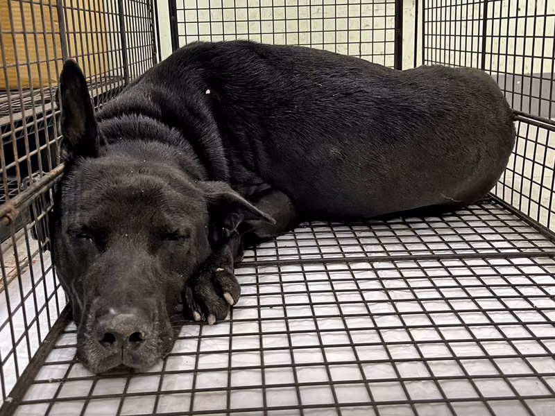 Black adult male mixed-breed dog, Medium, shelter no. …1D02