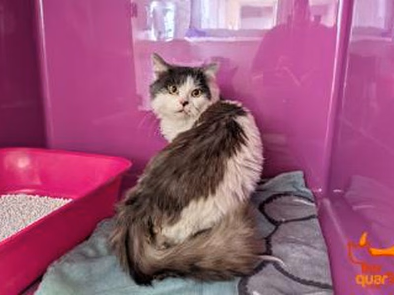 White-and-gray adult male domestic long-haired cat, shelter no. …4119