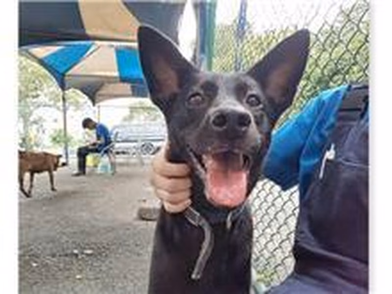 Black adult female mixed-breed dog, Medium, shelter no. …1005