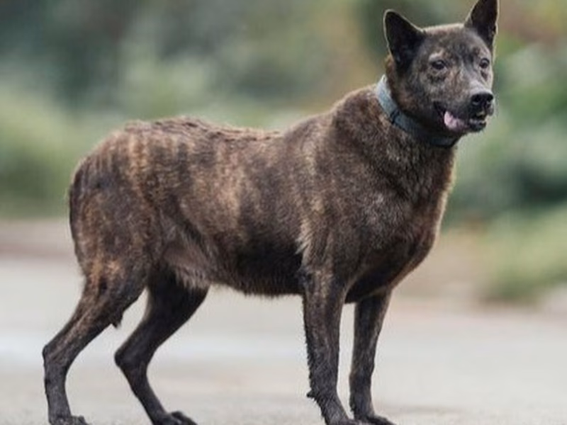 Tabby adult male mixed-breed dog, Medium, shelter no. …0806