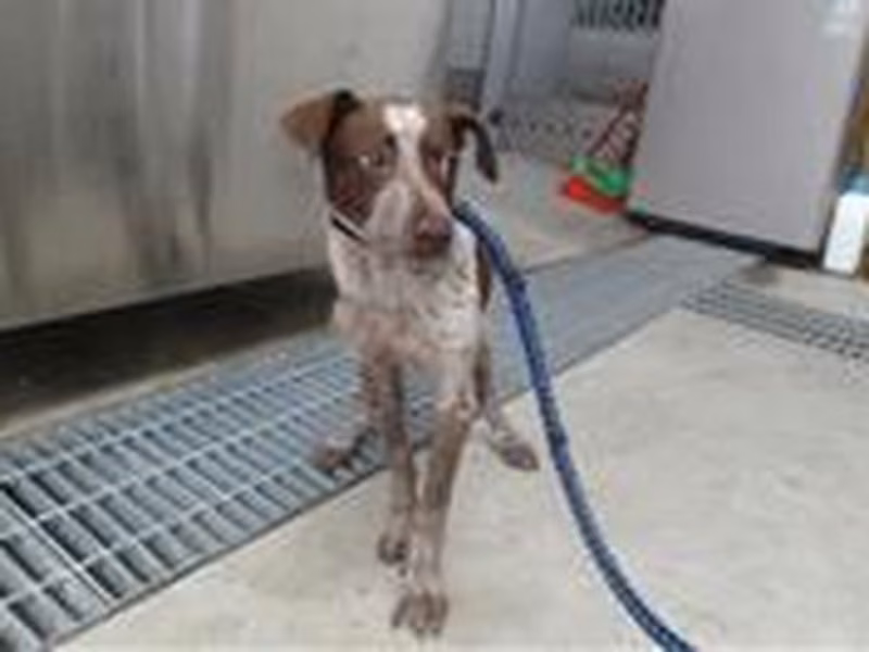 Brown-and-white adult male mixed-breed dog, Medium, shelter no. …5003