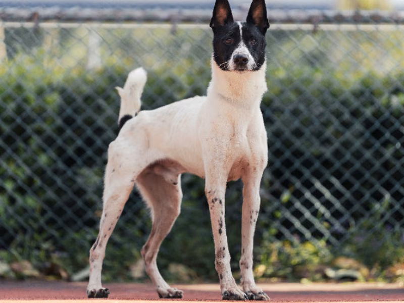 Black-and-white adult male mixed-breed dog, Medium, shelter no. …2703