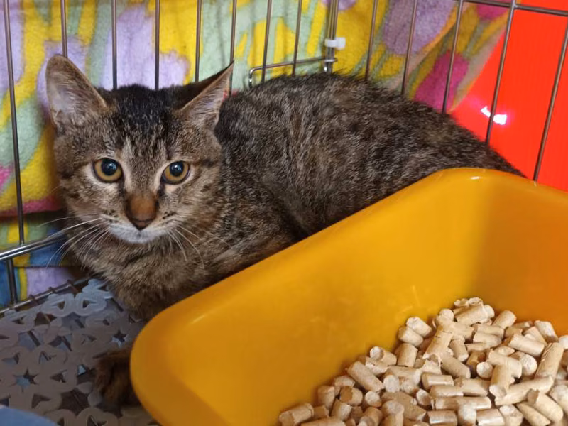 Tabby young female mixed-breed cat, Small, shelter no. …0608
