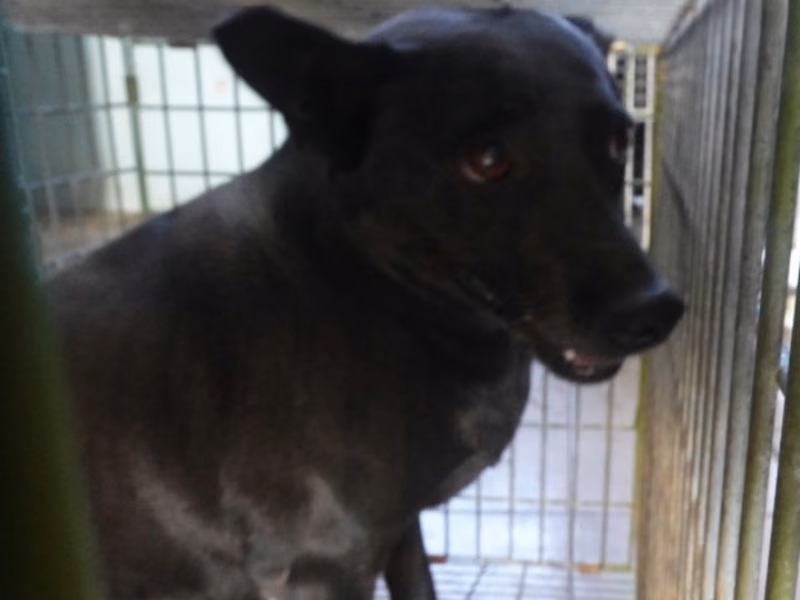 Black adult female mixed-breed dog, Medium, shelter no. …4-05