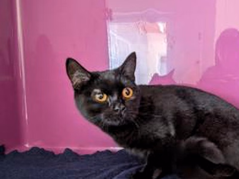 Black young female European Shorthair, shelter no. …4122
