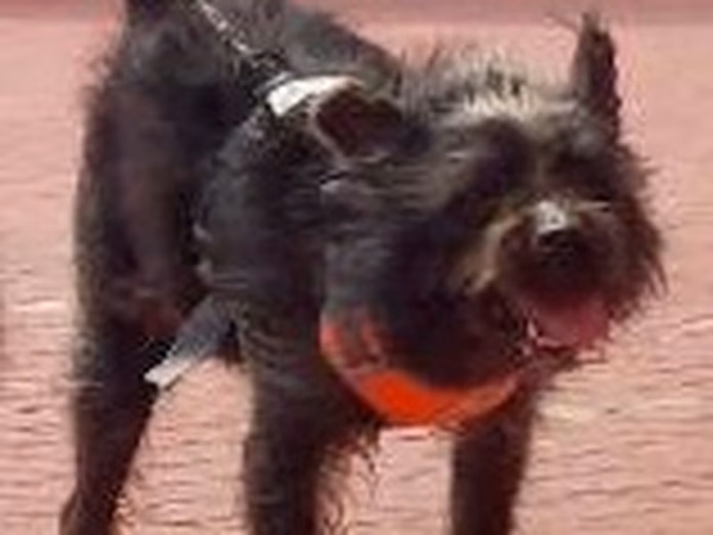 Black adult male mixed-breed dog, Small, shelter no. …4001