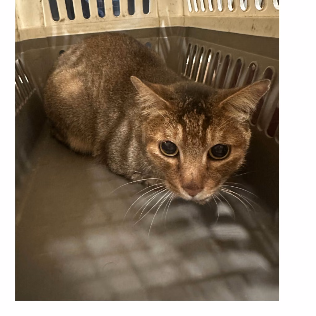 Tabby adult male mixed-breed cat, Medium, shelter no. …0001