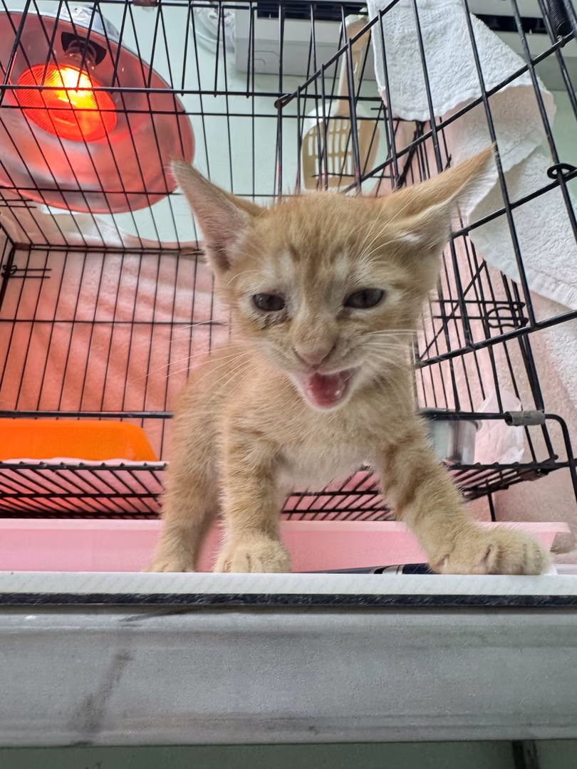 Orange tabby young male mixed-breed cat, Small, shelter no. …9001