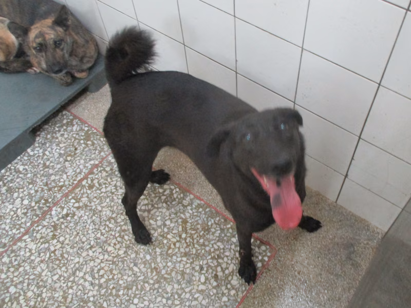 Black adult female mixed-breed dog, Large, shelter no. …4A25