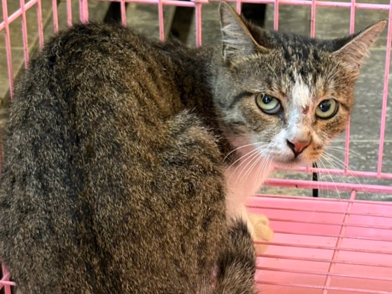 Tabby-and-white adult female mixed-breed cat, Medium, shelter no. …0002