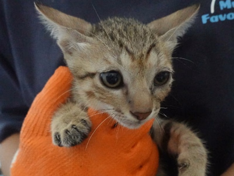 Tabby young male mixed-breed cat, Small, shelter no. …5-01