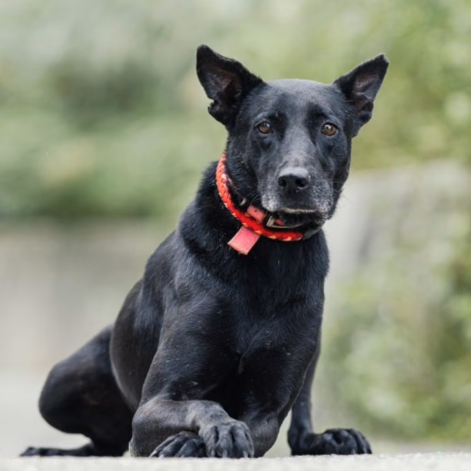 Black adult male mixed-breed dog, Medium, shelter no. …2004